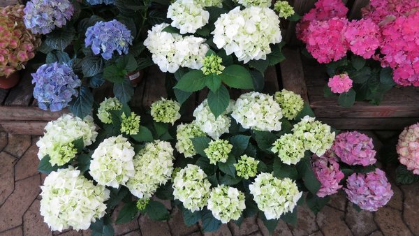 Hortensienblüten
