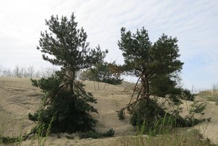 zwei Kiefern vom Dünensand teils zugeweht